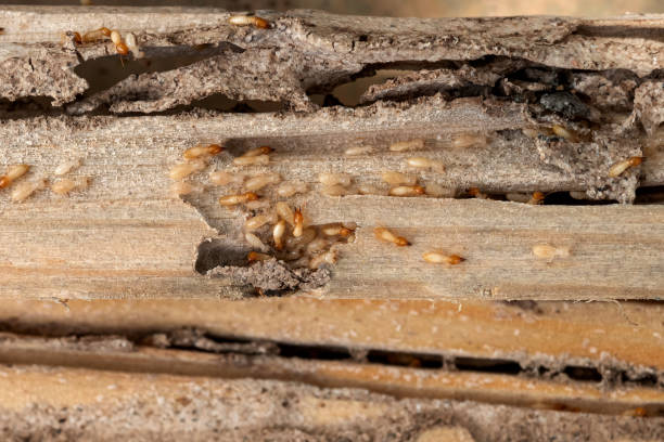 Trusted Oxford, AL Pest Control Experts